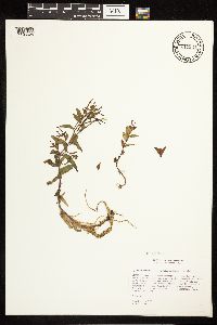 Epilobium lactiflorum image