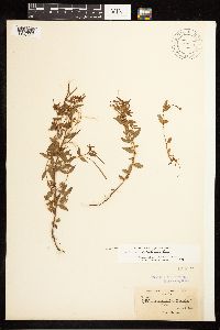 Epilobium leptocarpum image