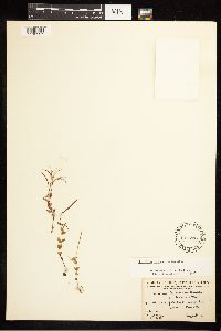 Epilobium leptocarpum image