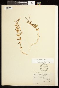 Epilobium leptocarpum image