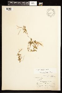 Epilobium leptocarpum image