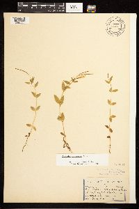 Epilobium leptocarpum image