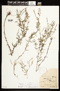 Epilobium leptophyllum image