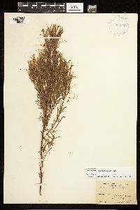 Epilobium leptophyllum image