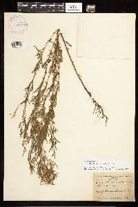 Epilobium leptophyllum image