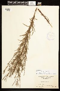 Epilobium leptophyllum image