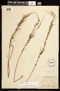 Epilobium leptophyllum image