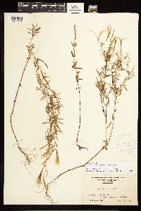 Epilobium leptophyllum image
