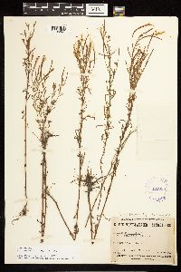 Epilobium leptophyllum image