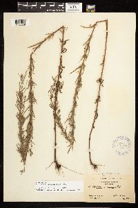 Epilobium leptophyllum image