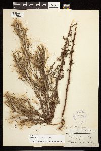 Epilobium leptophyllum image