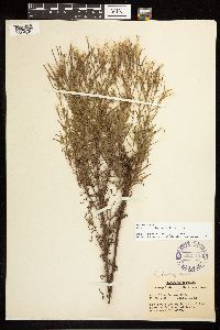 Epilobium leptophyllum image