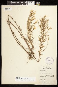 Epilobium leptophyllum image
