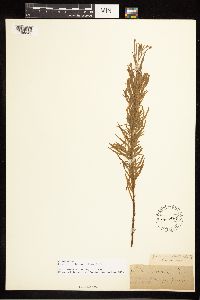 Epilobium leptophyllum image