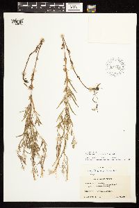 Epilobium leptophyllum image