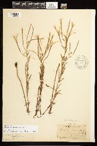 Epilobium leptophyllum image