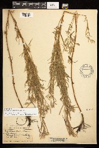 Epilobium leptophyllum image