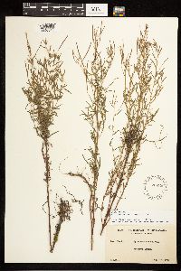 Epilobium leptophyllum image