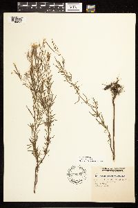 Epilobium leptophyllum image