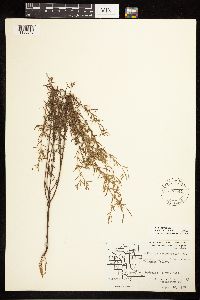 Epilobium leptophyllum image
