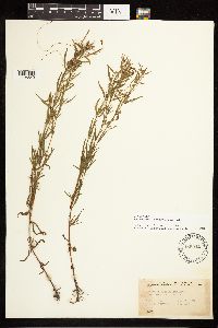 Epilobium leptophyllum image