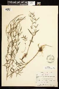 Epilobium leptophyllum image