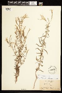 Epilobium leptophyllum image
