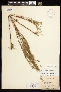 Epilobium leptophyllum image