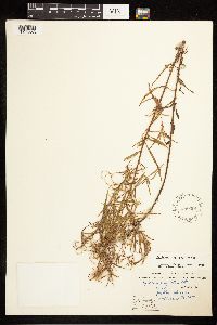 Epilobium leptophyllum image