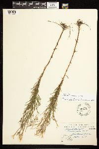 Epilobium leptophyllum image
