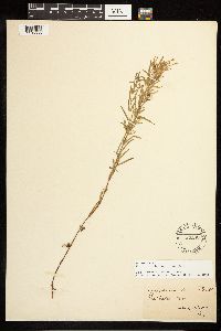 Epilobium leptophyllum image