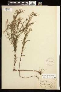 Epilobium leptophyllum image