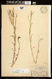 Epilobium leptophyllum image
