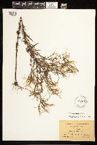 Epilobium leptophyllum image