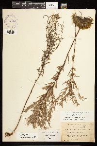Epilobium leptophyllum image