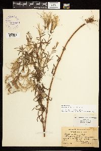 Epilobium leptophyllum image