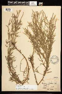 Epilobium leptophyllum image