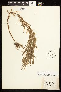 Epilobium leptophyllum image
