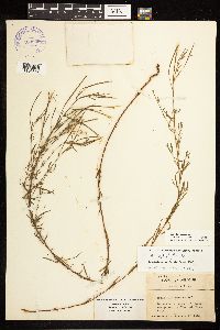 Epilobium leptophyllum image