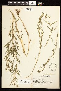 Epilobium leptophyllum image