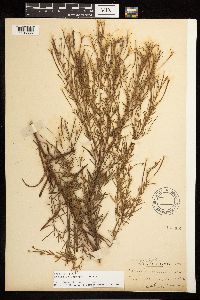 Epilobium leptophyllum image