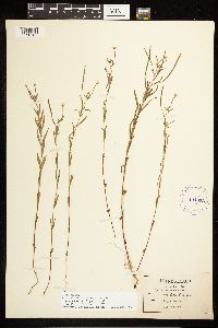 Epilobium leptophyllum image