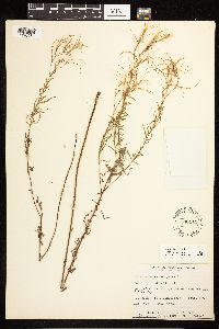 Epilobium leptophyllum image
