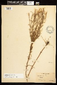 Epilobium leptophyllum image