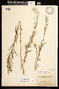 Epilobium leptophyllum image
