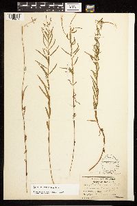 Epilobium leptophyllum image