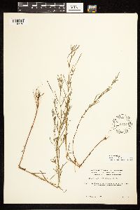 Epilobium leptophyllum image