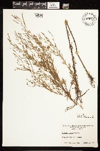 Epilobium leptophyllum image