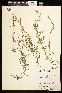 Epilobium leptophyllum image