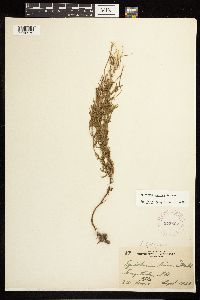 Epilobium leptophyllum image
